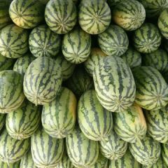 龙卷风，花，黑无籽，长花长瓜