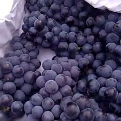 京亚葡萄，串形好，颗粒大，果面干净，特别甜