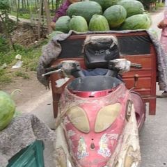 河南省太康县芝麻洼西瓜龙卷风西瓜代办太康地处平原