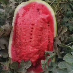 甘肃会宁扎子塬硒砂瓜代发团队