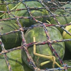 龙卷风美都8424 大量西瓜 龙卷风一毛左右