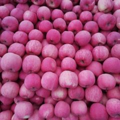 甘肃省静宁山地红富士