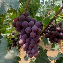 威县巨峰葡萄大量上市