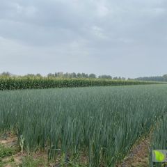 辽宁朝阳铁杆大葱 最粗铁锹把粗细 欢迎咨询