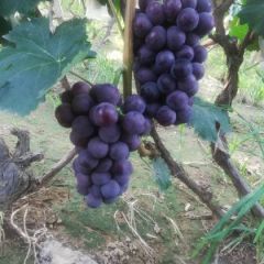 河北省邯郸市永年区《精品》京亚葡萄