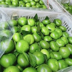 回峰蜜桔特早已上市