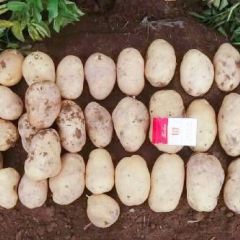 山东肥城冷库土豆出库