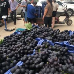 山东费县大棚京亚葡萄大面积上市