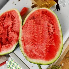 河南通许西瓜名扬天下