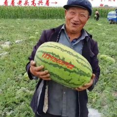 靖远县大量西瓜网上交易全全代办