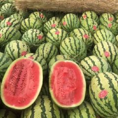 大量供应甘肃省靖远高湾硒砂瓜