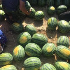 保定地区各大市场西瓜代销