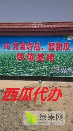 甘肃省白银市靖远县大量西瓜网络代办处