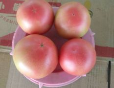 壶关县硬粉西红柿