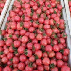 山东省聊城莘县代收圣女果 万亩大朋基地