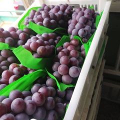 河北省邯郸市永年区《精品》乒乓球葡萄