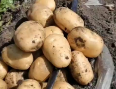 黑龙江个人家早土豆尤金885大量出售品质好价格低