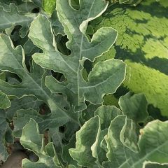 甘肃靖远高湾乡优质哂砂瓜大量上市，欢迎下单