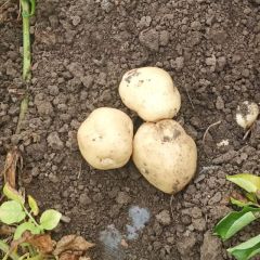 玉田希森六号正在供应中