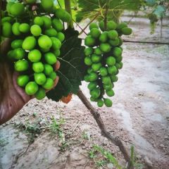 邢台威县葡萄万亩种植园（巨峰，红宝石，阳光玫瑰。）欢迎各