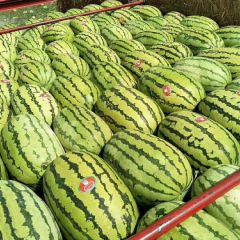 宁夏中卫硒砂瓜代办代发