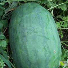 口感很好，勇士和重茬王