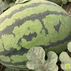 辽宁省凌海市 农户直销大天王省去中间差价