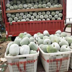 山东莘县冬瓜大量上市中