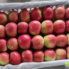 山西运城临猗美八 嘎啦苹果即将上市了