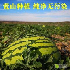 甘肃靖远石头瓜，皮薄