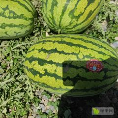 甘肃靖远石头瓜 金花一号，石头瓜，皮薄
