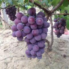 威县万亩葡萄园寻找批发商