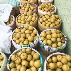 大量供应湖南金秋梨