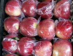 乐亭县万亩美八苹果，嘎啦苹果，巨红苹果