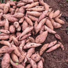 湖北省宜城市龙九大量上市中