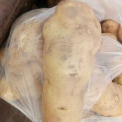 陇西县旱地土豆，土豆王！