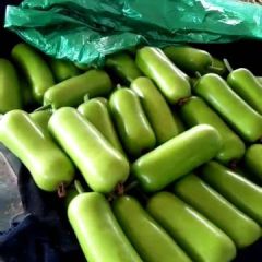 河北永年瓠瓜大量供应中