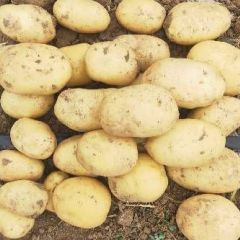 精品荷兰十五土豆，3两通天货，张小云