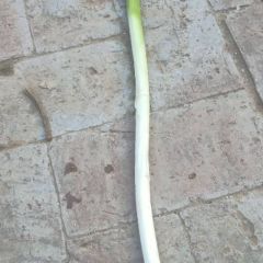 聊城市蔬菜产品，长白大葱大量上市