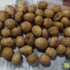 云南省曲靖市会泽县出售新品种小洋芋
