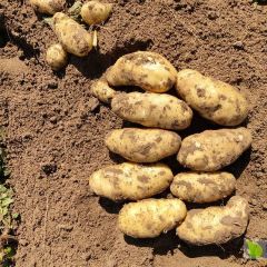 河北围场荷兰十五土豆即时行情