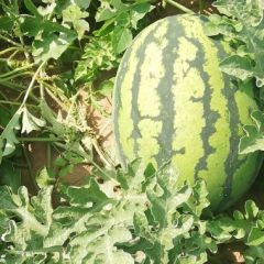 赤峰精品西瓜大量上市