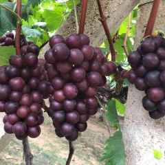 山东费县藤稔葡萄欢迎你来选购