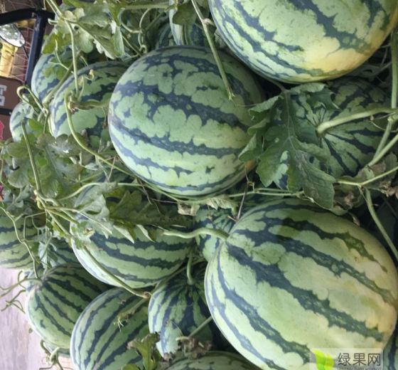 2019年河南通许8424西瓜价格
