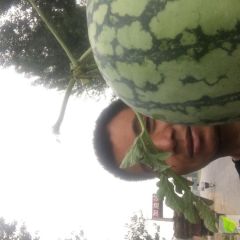 开封万亩西瓜种植基地 精品麒麟西瓜美都