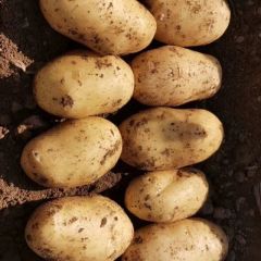 辽宁凌海市荷兰土豆，大量上市，实力代发