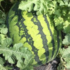 周口市扶沟县美都，8424，长花瓜等等西瓜大量上市中