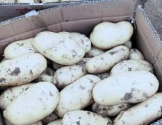 保定林堡乡荷兰十五土豆大量上市
