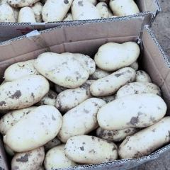 保定林堡乡荷兰十五土豆大量上市