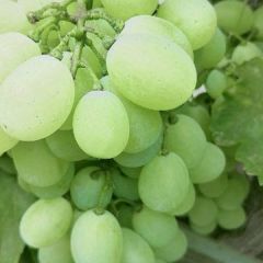 保定林堡乡维多利亚大量上市